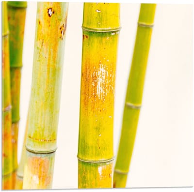 Acrylglas - Groene Bamboe Stokken - 50x50cm Foto op Acrylglas (Wanddecoratie op Acrylglas)