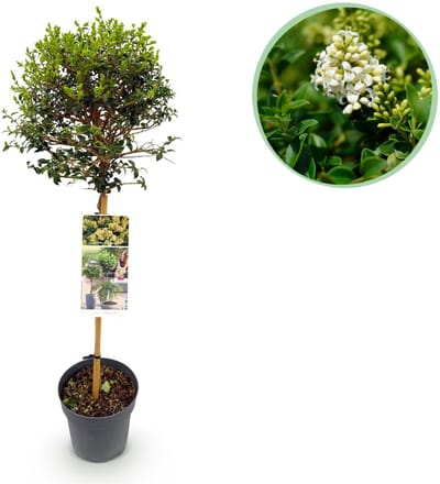 Plantenboetiek.nl | Ligustrum delavayanum - Terras Plant - Bladhoudend - Winterhard - Groen Blad - Ø19cm - 80-90cm hoog - Tuinplant