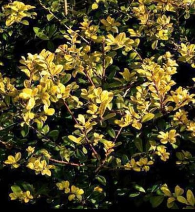 Ilex cren. 'Golden Gem' - Japanse Hulst , Japanse Haaghulst , Chinese Beshulst 20- 30 cm in pot