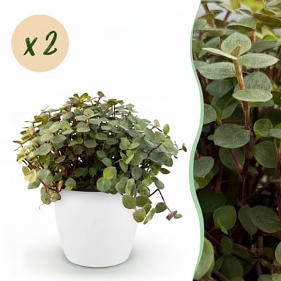 Green boutiQ - Kamerplant - Calissia repens - Kattengras - Huisdiervriendelijk - Groen - 2 Planten - met Potter Wit - Pot 12cm - Hoogte 17-20cm