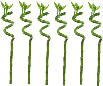 Geluksbamboe (Dracaena Sanderiana) Set van 6 - Kamerplant 40-50cm - Feng Shui Plant