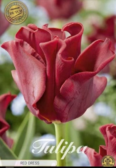 Dutch Finest Quality bloembollen Tulpen Tulp Crown Red Dress x7 12/+s