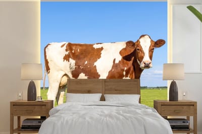 Behang - Fotobehang Koeien - Boerderij - Gras- Natuur - Dieren - Breedte 350 cm x hoogte 350 cm