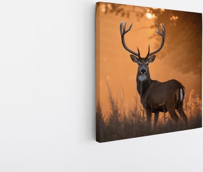 Saammp Canvas Schilderij - jong hert met zonsondergang in hoog gras - Natuur - Dieren - 20x20 - Foto op canvas - Wanddecoratie - Muurdecoratie Woonkamer - Slaapkamer decoratie - Canvas Print