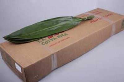 1x Sg cordy.green tie 80cm