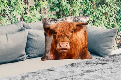Sierkussen Buiten - Koe- Schotse hooglander - Hoorns - Bruin - Landschap - 60x60 cm - Weerbestendig