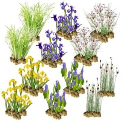Wadi Planten Pakket – 8-12 m² – 180 winterharde filter- & moerasplanten – waterzuiverend & biologisch evenwicht – plantenfilter voor vijver of wadi