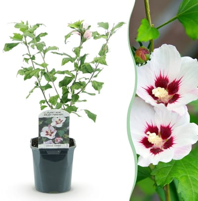 Hibiscus syriacus Hamabo - Bloem Licht roze - 1 Plant - Bladverliezend - Weinig Onderhoud - Pot 17cm Hoogte 45cm