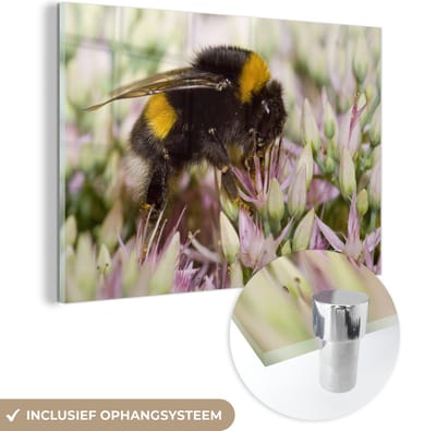 ® Glasschilderij 180x120 cm - Schilderij acrylglas - Een scherpe foto van een Hommel zittend tussen de zachtroze bloemen - Foto op glas - Muurdecoratie woonkamer - Wanddecoratie slaapkamer - Schilderijen
