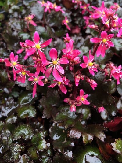 6 x Saxifraga c. 'Black Ruby' - Steenbreek - P9 Pot (9 x 9cm) - Dima Vaste Planten