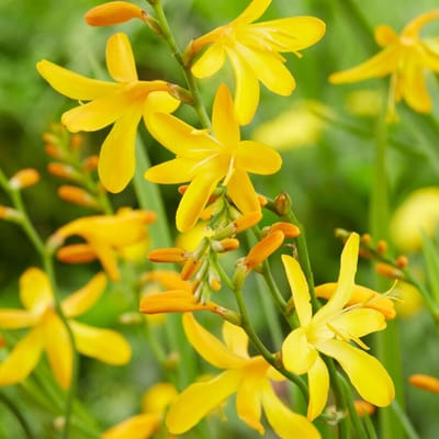 Crocosmia George Davidson - Montbretia (Potplant) - Vaste planten - Bijen-Vlinders - Snijbloemen - Zomerbollen - bloeit in Juli / Augustus / September