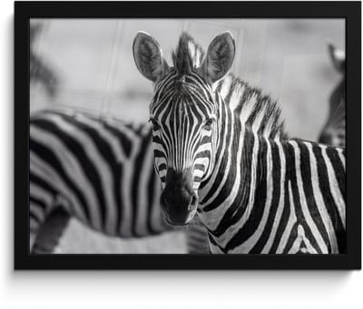 Poster in lijst - Fotolijst 40x30 cm - Posters - Zebra's - Zwart - Wit - Posterlijst zwart - Decoratie - Wanddecoratie woonkamer - Muurdecoratie slaapkamer