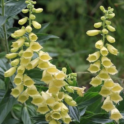 6 x Digitalis Grandiflora - Vingerhoedskruid pot 9x9 cm- Majestueuze Bloemaren