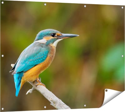 Gards Tuinposter Blauwe IJsvogel op een Tak - 120x90 cm - Tuindoek - Tuindecoratie - Wanddecoratie buiten - Tuinschilderij