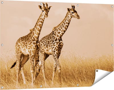 Gards Tuinposter Twee Giraffes in het Veld - 120x80 cm - Tuindoek - Tuindecoratie - Wanddecoratie buiten - Tuinschilderij