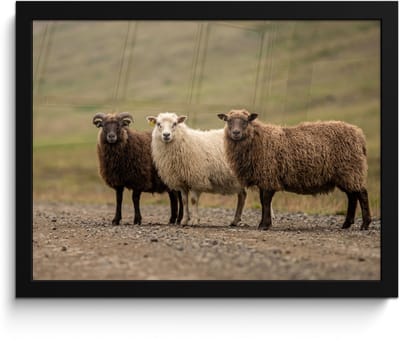 Poster in lijst - Fotolijst 40x30 cm - Posters - Schapen - Bruin - Wit - Grindpad - Posterlijst zwart - Decoratie - Wanddecoratie woonkamer - Muurdecoratie slaapkamer