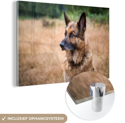® Glasschilderij 180x120 cm - Schilderij acrylglas - Een Duitse met zijn oren omhoog - Foto op glas - Muurdecoratie woonkamer - Wanddecoratie slaapkamer - Schilderijen