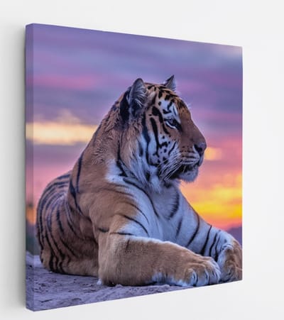 Saammp Canvas Schilderij - Tijger op steen tijdens zonsondergang - Natuur - Dieren - 20x20 - Foto op canvas - Wanddecoratie - muurdecoratie Woonkamer - Slaapkamer decoratie - Canvas Print