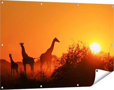 Gards Tuinposter Drie Giraffe Silhouetten bij Zonsondergang - 120x80 cm - Tuindoek - Tuindecoratie - Wanddecoratie buiten - Tuinschilderij