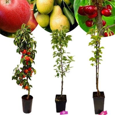 Set van 3 zuilfruitbomen - 1 zuilappel, 1 zuilpeer, 1 zuilkers - Hoogte 100cm – 5 Liter pot