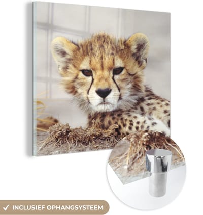 MuchoWow® Glasschilderij 50x50 cm - Schilderij acrylglas - Cheeta - Jong - Portret - Foto op glas - Schilderijen