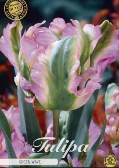 Dutch Finest Quality bloembollen - Tulpen Tulp Parrot Green Wave x7 12/+s