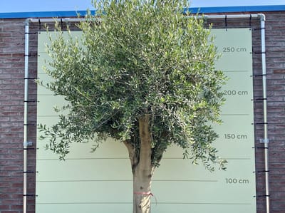 Olijfboom met dikke stam 240/270cm - stamomvang 40/50cm