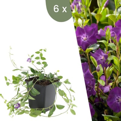 Plants by Frank | 6 Paarse Maagdenpalm planten | Vinca minor 'Atropurpurea' | Winterharde bodembedekker planten | tuinplanten | Winterharde vaste planten meerjarig | Winterharde tuinplanten