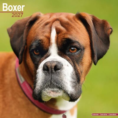 Boxer Kalender 2027