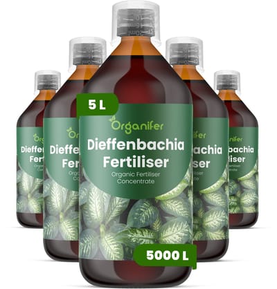 Vloeibare Meststof Voor Dieffenbachia 4X1 L Voor 4000 L - Npk 3-4-3 - Krachtige Groei - Sterke Bladontwikkeling - Sterke Stengels - Compacte Groei - Weerstand - Bladvernieuwing - Geschikt Voor Alle Dieffenbachia-Soorten En Hybriden - Organifer