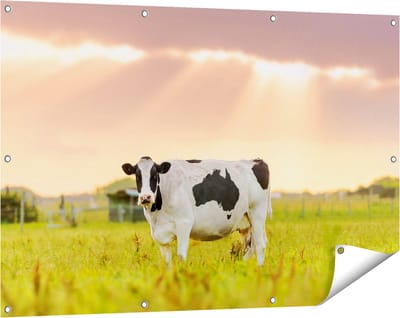 Gards Tuinposter Zwart Wit Koe in de Wei bij Zonsopkomst - 120x80 cm - Tuindoek - Tuindecoratie - Wanddecoratie buiten - Tuinschilderij