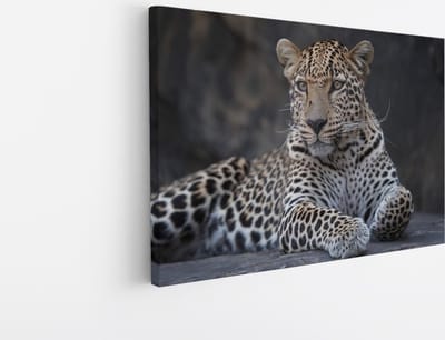 Saammp Canvas Schilderij - Panter op steen - Natuur - Dieren - 45x30 - Foto op canvas - Wanddecoratie - Muurdecoratie Woonkamer - Slaapkamer decoratie - Canvas Print