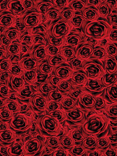 Roses  Photo Wallcovering