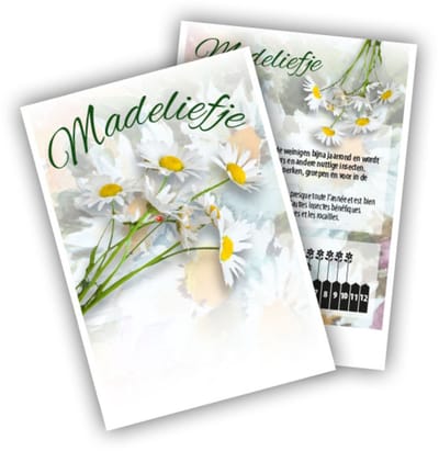 Madeliefje - Bellis perennis - Snijbloemen