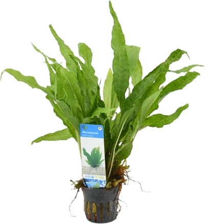 Microsorum Pteropus Javavaren - Aquariumplant - Aquarium decoratie - Moerings