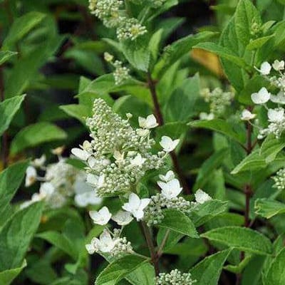 Hydrangea Paniculata 'Unique' - Hortensia 40-50 cm in pot