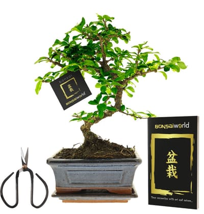 vdvelde.com - Bonsai boom S-vormig ca. 8 jaar - Compleetset met Japans keramieken pot, schaaltje en bonsaischaar - Indoor kamerplant - Cadeau set