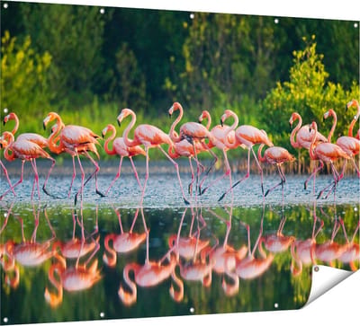 Gards Tuinposter Kudde Flamingo's op het Water - 160x120 cm - Tuindoek - Tuindecoratie - Wanddecoratie buiten - Tuinschilderij