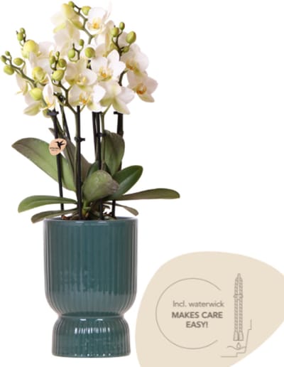 Kolibri Orchids | Witte Lausanne orchidee + groene Diabolo sierpot | incl. waterreservoir | potmaat Ø9cm | bloeiende kamerplant – vers van de kweker