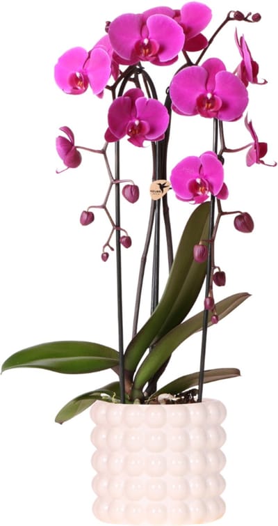 Kolibri Orchids | Paarse Freeride Niagara Falls orchidee + Poppy White sierpot – potmaat Ø12cm | bloeiende kamerplant – vers van de kweker