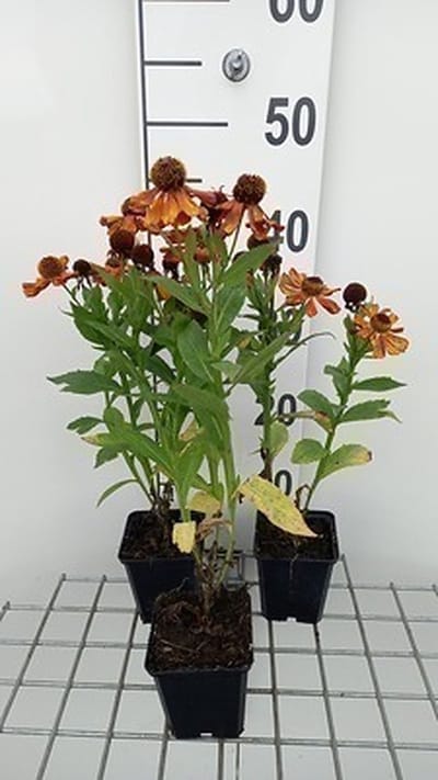 6x Zonnekruid - Helenium hybr. 'Baudirektor Linne' | 9x9 cm pot