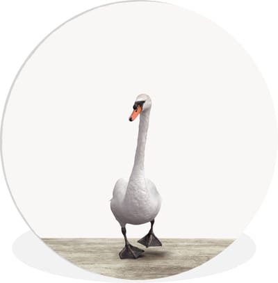 Wandcirkel dieren - Muurcirkel - Zwaan - Vogel - Dieren - Wit - Decoratie kinderkamers - Kamer decoratie - 90x90 cm - Kunststof