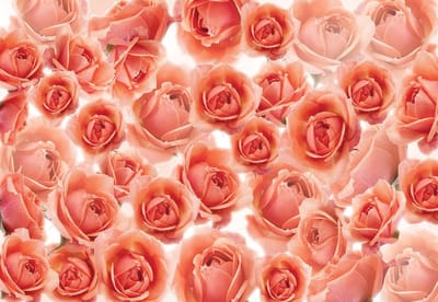 Fotobehang Flowers Roses Red | XL - 208cm x 146cm | 130g/m2 Vlies