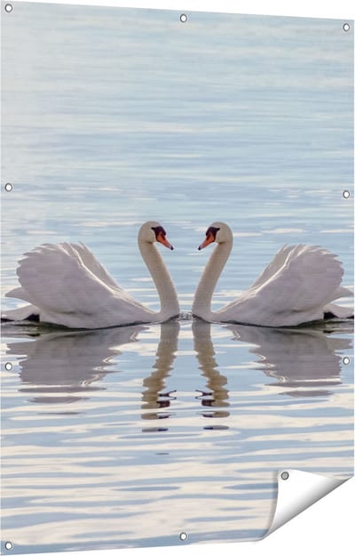 Gards Tuinposter Zwanen Koppel op het Water - 90x120 cm - Tuindoek - Tuindecoratie - Wanddecoratie buiten - Tuinschilderij