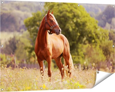 Gards Tuinposter Bruin Paard in de Wei - 120x80 cm - Tuindoek - Tuindecoratie - Wanddecoratie buiten - Tuinschilderij