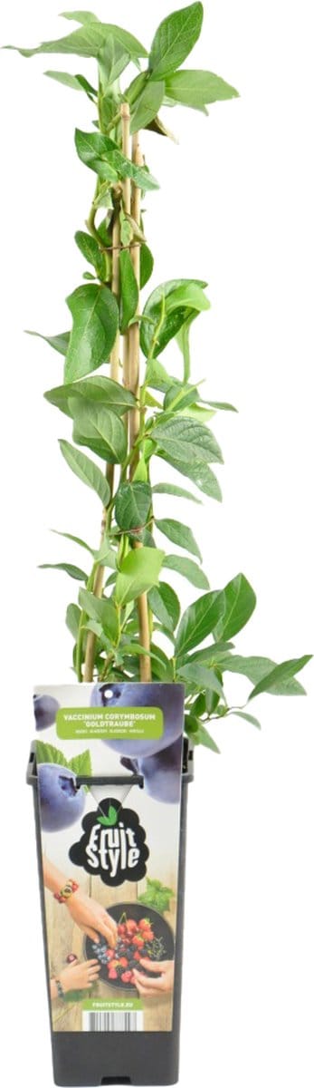 Bloomique - Vaccinium Corymbosum Goldtraube - Blauwe Bessen Plant - Fruitplanten - Tuinplanten - Winterhard - Hoogte 50-70 cm - Pot 15 cm