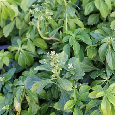 24 x Pachysandra terminalis 'Green Sheen' pot 9x9cm, voor 3m² : De glanzende bodembedekker voor groene tuinen