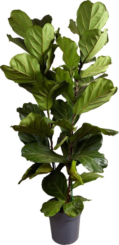 Bloomique - Ficus Lyrata - Vioolbladplant - XXL Kamerplanten - Luchtzuiverend - Gemakkelijk in onderhoud - Hoogte 140-160 cm - Pot 30 cm