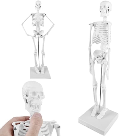 Miniatuur Menselijk Skelet Model van 45 cm met Beweegbare Ledematen voor Anatomie en Studie, Ideaal voor Onderwijs en Medische Training