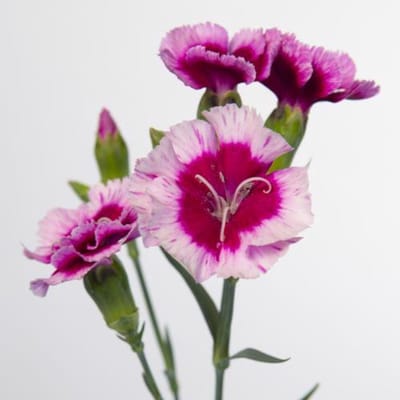 20x Dian.tr.solomio gio 60cm